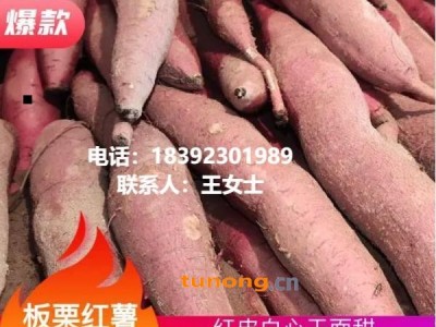 红薯临潼秦薯5号批发零售☎️18392301989图1