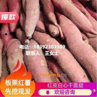红薯临潼秦薯5号批发零售☎️18392301989