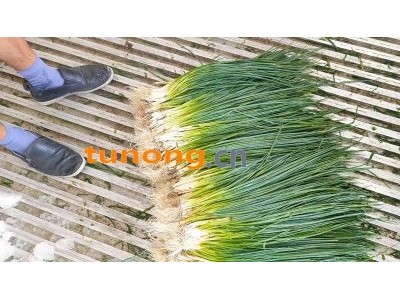 小陈万亩香葱基地图1