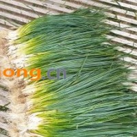 小陈万亩香葱基地