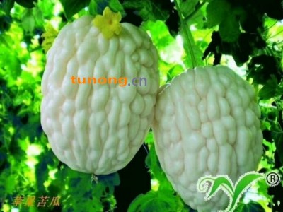台湾苦瓜种子▁白苹果苦瓜种子▁苹果苦瓜种子图1