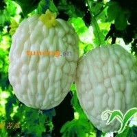 ​台湾苦瓜种子▁白苹果苦瓜种子▁苹果苦瓜种子