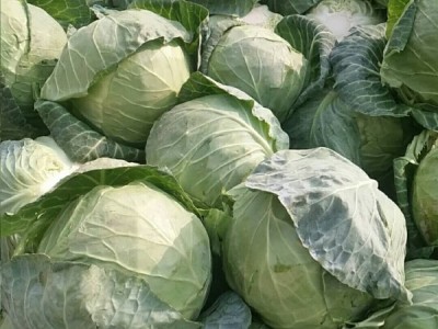 福建漳浦甘蓝包菜.质量稳定.货源充足…图1