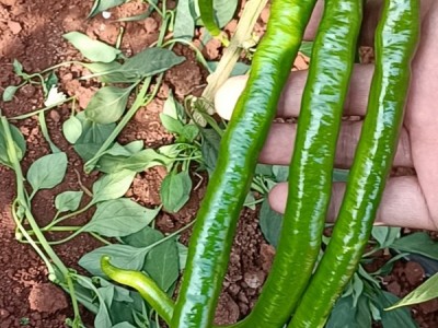 供应辣椒,品种齐全,基地一手货源,图1