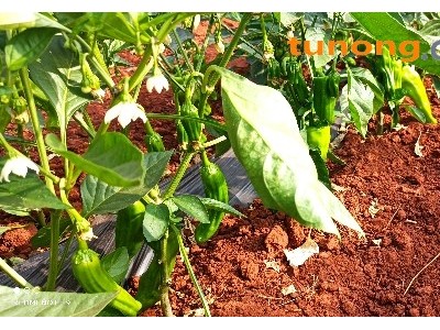 青线条3号椒8号椒泡椒大尖椒螺丝椒青小米产地销图1