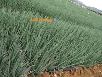 小葱产地直供货源充足实力代办期待长期合作共赢图1