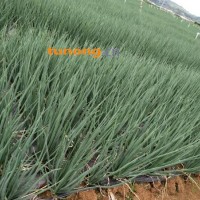 小葱产地直供货源充足实力代办期待长期合作共赢