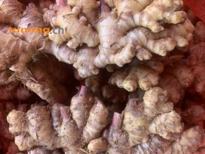 云南小黄姜 可做姜种 产地直发长期供应图1