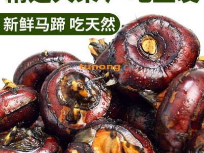 精选马蹄荸荠产地直发 支持一件代发代办 欢迎前来考察图1