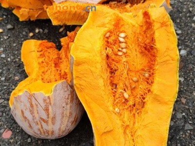 高山蜜本南瓜图1