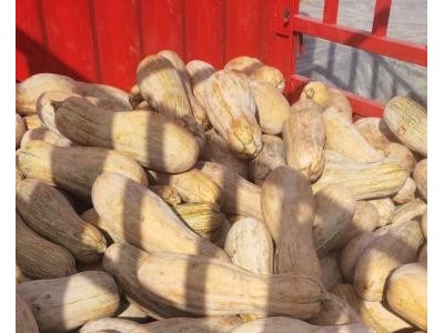 养殖南瓜,加工南瓜,精品全黄,金韩蜜本,电商市场,量大图1