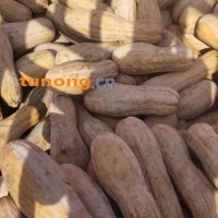 养殖南瓜，加工南瓜，精品全黄，金韩蜜本，电商市场，量大