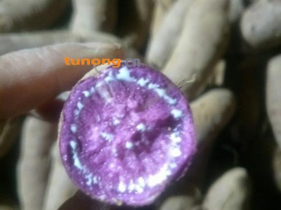 山东优质紫薯，红薯大量出窖，大量有货，全国发货图1