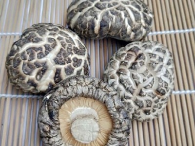 陕西袋料香菇批发图1