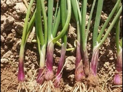 二红皮洋葱苗图1