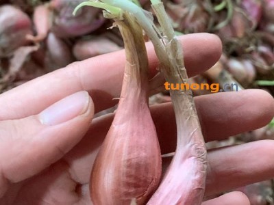 小葱种子 香葱种葱抗病强 产量高一个星期长芽支持代发图1