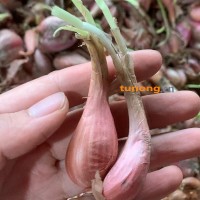 小葱种子 香葱种葱抗病强 产量高一个星期长芽支持代发