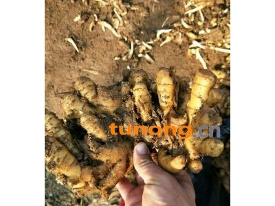山东日照生姜窖姜姜种姜母批发图1