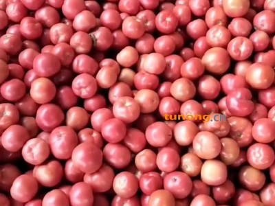 云南玉溪西红柿上市中硬粉图1