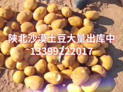 陕北库存精品土豆开始大面积出库,价格合理图1
