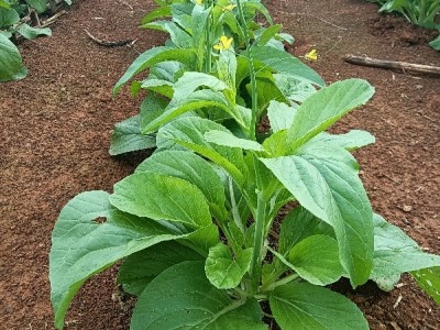 供应白菜苔,各大城市,市场档 老板合作图1