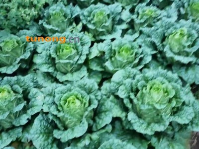 贵州大白菜(品种多)图1