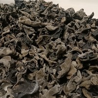 大兴安岭秋木耳，元宝木耳