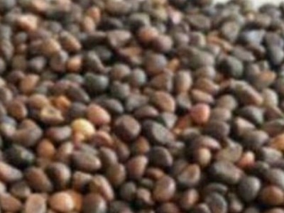 江西上饶空心菜籽出售(农民自产)图1