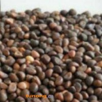 江西上饶空心菜籽出售（<span class=