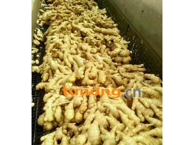 山东日照大姜产地供应鲜姜老姜图1