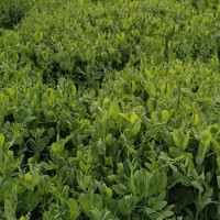 豌豆尖，豌豆苗，豆贝上市了