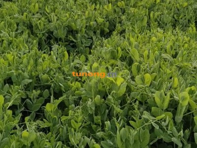 豌豆苗,豌豆尖,豆苗头,豆贝,包苗图1