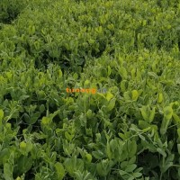 豌豆苗，豌豆尖，豆苗头，豆贝，包苗