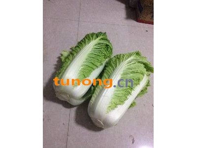 特供北京三号大白菜  河北玉田县白菜基地,黑皮架冬瓜、长白大葱、荷兰土豆图1