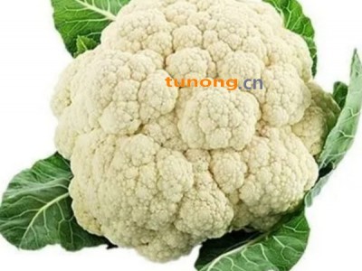 徐州花菜2元一斤图1