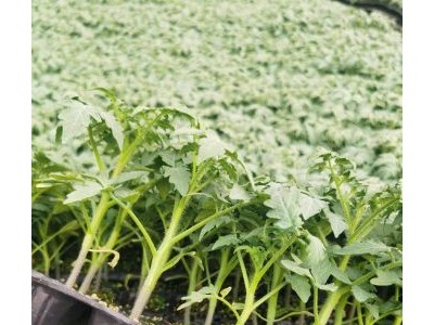 西红柿苗 番茄苗 大红西红柿苗 硬粉西红柿苗图1