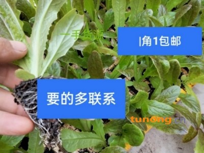 莴笋苗,铁头苗图1