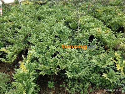 云南花魔芋产地直销物美价廉供技术图1