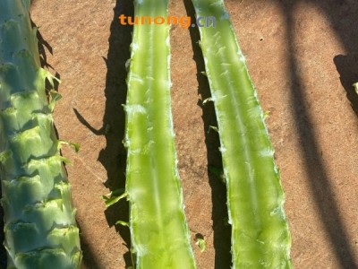 云南大理莴笋杆子青皮青肉图1