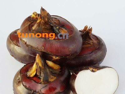 【有好货】荸荠马蹄产地直发微商电商一代发包邮图1