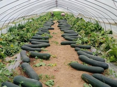 兰陵县大棚冬瓜 大量上市单个重30斤左右 可代发全国图1