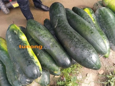 子弹头黑皮冬瓜 15斤以上，超市，食堂，直供图1