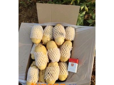 山东肥城荷兰十五土豆大量供应中图1
