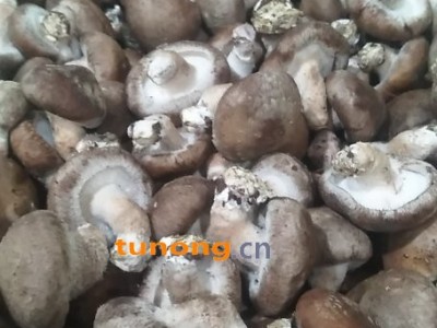 产地直销，大集专用香菇电商平台专用香菇，挣钱图1