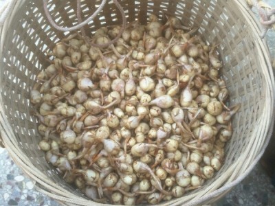 阳春市三甲镇慈菇图1