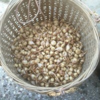 阳春市三甲镇慈菇