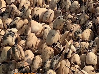 莲藕大量供应,产地直供精品货源图1