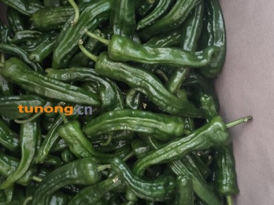 徐闻县辣椒大量上市，301.泡王，皱皮椒图1