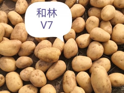 内蒙四子王旗土豆图1