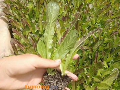 红叶尖叶莴笋苗，莴苣苗，产量高，图1